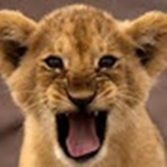 The Derp Lions