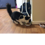CATS BOIII