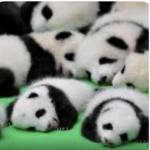 Panda army and turtle army