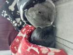 The BunnyStars