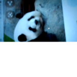 PANDA SQUAD AND FRIENDS