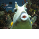 Cheese Gang, Got Cheese?
