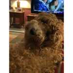 Good dogs are nice