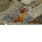 weasel's groups