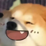 薩摩耶超胖