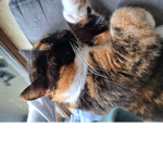 Le Gang des Chatons