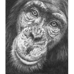 Bizarre Monkeys