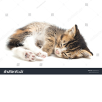 The really cool kittens