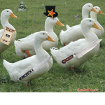 The cult of the duck
