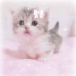 ฅ^•ﻌ•^ฅ