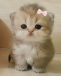 Cutieee_Kitty