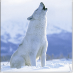 Artic Wolfy squad