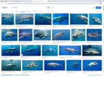 cool shark fishees