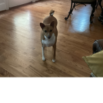 Animals and a doge