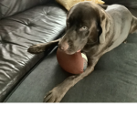 The dog football league
