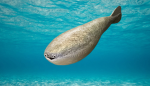 the mighty sacabambaspis
