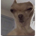 Zmurdersz group