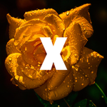 xAureate