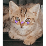 Blu and milo cat Club