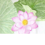 "Official" Flower Power Squad