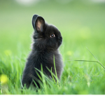 Typical Bunnies