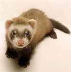 The ferret gang
