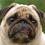 Pugz cIan