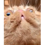 Me and my cats :D