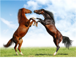 Horse Riders and lovers of Roblox
