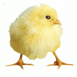 Chick City