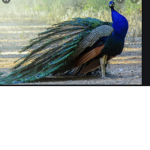 A L D C Elite Peacock Team