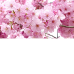 Blossom.sweet