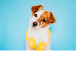 YT puppy team