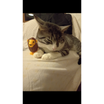 Gatti e cagnolini e la robenny la mia vita