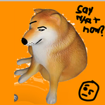DOGE IS BETTER THAN CATS FR