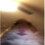 Join hamster group