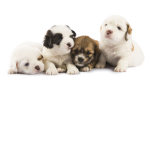 ~Kingdom of pups~