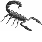 Houston Scorpions!