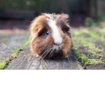 *The Guinea Pig*