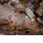 Yellow Crazy Ant Fans!!!