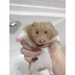 Hamster and Preppy clothes <3
