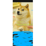 DOGE NATION!!!!!!!
