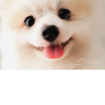 dogggie club