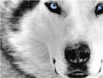 The Timber Wolves Group