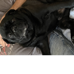 Fat dog club