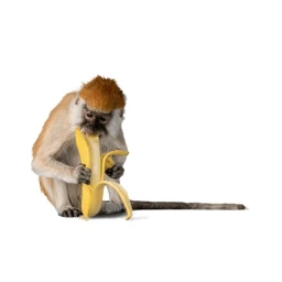 big ol monkey the killer  icon