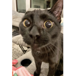 Oreo cat fan group