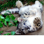 Save the snow leopards