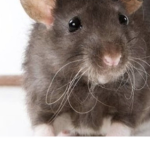 awsome cute pet club