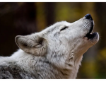 Wolf Angie's YT group